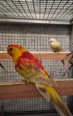 Koppel Roodrug parkieten, Dieren en Toebehoren