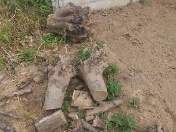 Gratis hout Gratis hout beschikbaar voor biedingen