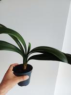 Clivia Miniata, Huis en Inrichting, Kamerplanten, Ophalen of Verzenden
