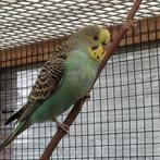 Jonge Grasparkieten, Dieren en Toebehoren, Vogels | Parkieten en Papegaaien, Meerdere dieren, Parkiet