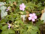 Geranium nodosum een schaduwminnaar, Ophalen, Bodembedekkers, Vaste plant, Halfschaduw