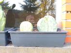 Cactussen in plantenbakje, Tuin en Terras, Ophalen