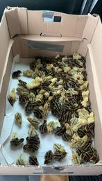 Kwartels te koop 2 dagen oud, Dieren en Toebehoren, Pluimvee