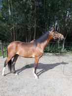 Super brave HENGST, Dieren en Toebehoren, Paarden, Hengst