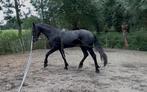Arabo hengst, Dieren en Toebehoren, Gechipt, 3 tot 6 jaar, 160 tot 165 cm, Recreatiepaard