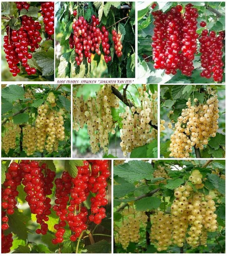 RODE TROSBESSEN Struiken ACTIE 5 VOOR 15€, Tuin en Terras, Planten | Tuinplanten, Vaste plant, Fruitplanten, Lente, Ophalen of Verzenden