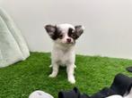 Chihuahua pups, Dieren en Toebehoren, Honden | Chihuahua's en Gezelschapshonden, België, 8 tot 15 weken, CDV (hondenziekte), Meerdere