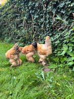 Brahma zwart en blauw buff Columbia, Dieren en Toebehoren, Pluimvee