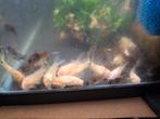 Corydoras albino en sterbai, Dieren en Toebehoren, Reptielen en Amfibieën | Toebehoren, Ophalen, Zo goed als nieuw