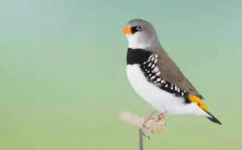 Diamantvinken los mannen en poppen, Dieren en Toebehoren, Vogels | Overige Vogels