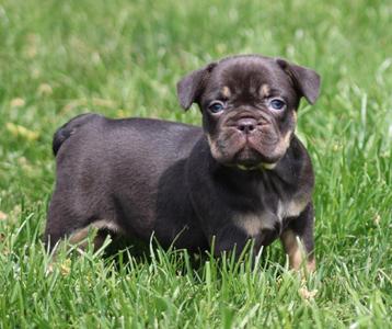 Franse Bulldog pups Choco-tan beschikbaar voor biedingen