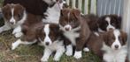 Border collie pups, dark-chocolate en chocolate-white, België, CDV (hondenziekte), 8 tot 15 weken, Collie