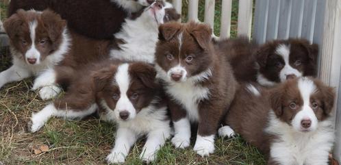 Border collie pups, dark-chocolate en chocolate-white, Dieren en Toebehoren, Honden | Herdershonden en Veedrijvers, Meerdere dieren