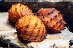 Gedoornde Neritina slak zoetwater aquarium, Dieren en Toebehoren, Vissen | Aquariumvissen, Slak of Weekdier, Zoetwatervis, Schoolvis