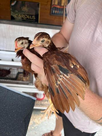 Leghorn hennen 2 x beschikbaar voor biedingen