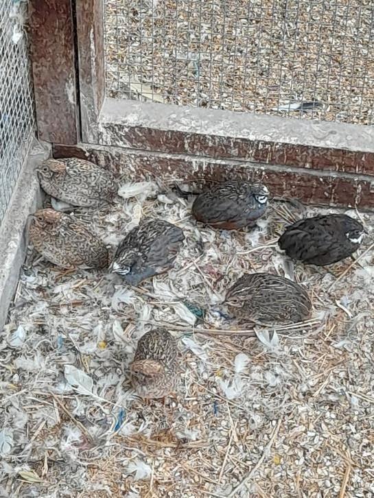 Chinese dwergkwartels natuurbroed, Dieren en Toebehoren, Pluimvee, Overige soorten, Meerdere dieren