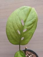 Monstera esqueleto, Ophalen of Verzenden