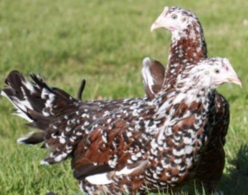 Leghorn Goudpatrijs, Tricolor, Silverhals en Dalmatiner, Dieren en Toebehoren, Pluimvee, Kip