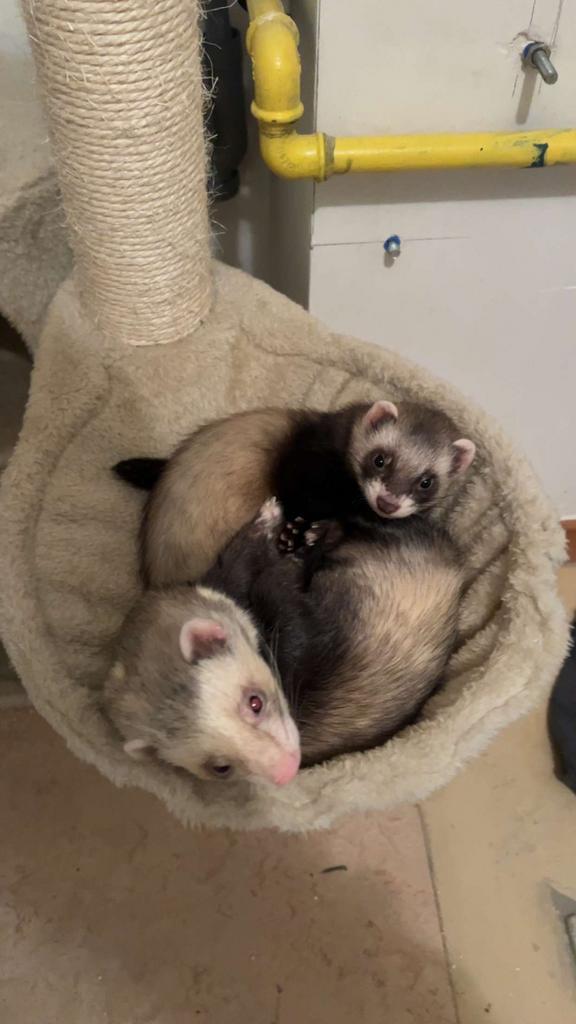 Fretten te koop, Dieren en Toebehoren, Knaagdieren, Mannelijk, Fret, Juli, Tam