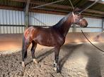 3.5 jarige El Barone 111, Dieren en Toebehoren, Paarden, Springpaard, Gechipt, Ruin, Zadelmak