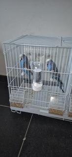 Te koop grasparkieten koppel, Dieren en Toebehoren, Vogels | Parkieten en Papegaaien, Meerdere dieren, Papegaai, Geringd