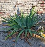 Immense Plant d'Iris mauve, Vaste plant, Halfschaduw, Zomer, Ophalen