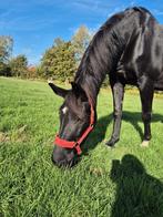 Super lieve en betrouwbare 16j merrie, Dieren en Toebehoren, Paarden, Merrie, Gechipt, 11 jaar of ouder, Recreatiepaard