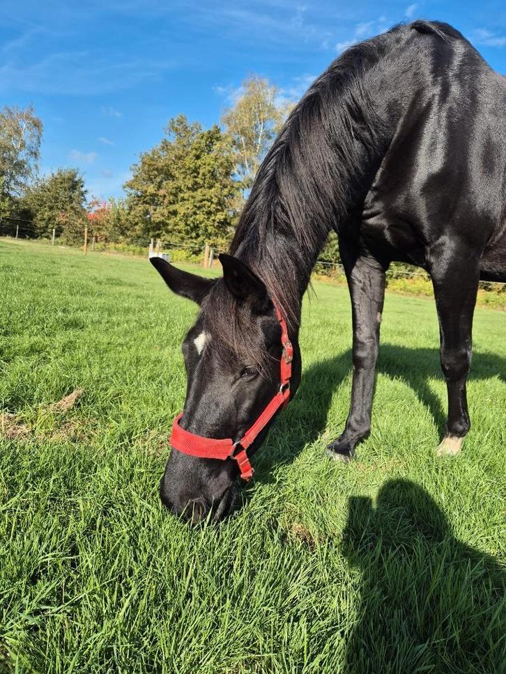 Super lieve en betrouwbare 16j merrie, Dieren en Toebehoren, Paarden, Merrie, 165 tot 170 cm, 11 jaar of ouder, Recreatiepaard