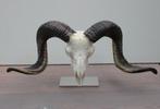 Grote schedel RAM heideschaap op metalen sokkel (gewei), Verzamelen, Ophalen of Verzenden, Zo goed als nieuw, Wild dier, Schedel