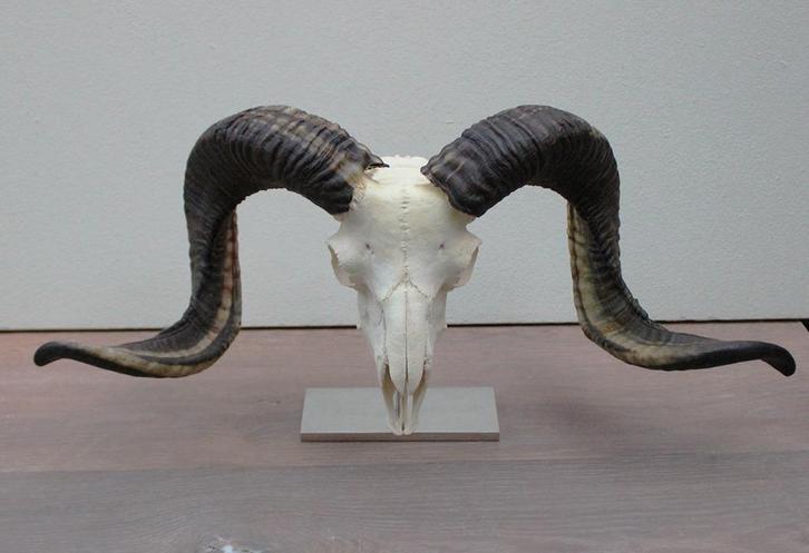 Grote schedel RAM heideschaap op metalen sokkel (gewei), Verzamelen, Dierenverzamelingen, Zo goed als nieuw, Schedel, Wild dier