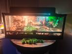 Terrarium + steppevaraan, Dieren en Toebehoren, Ophalen