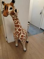 Girafe 1m35, Enlèvement