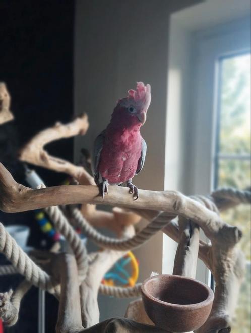 Zeer tamme rose kaketoe, Dieren en Toebehoren, Vogels | Parkieten en Papegaaien
