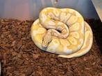 1.0 ball python - banana pastel, Slang, Tam, 3 tot 6 jaar