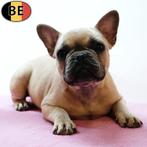 Franse Bulldog pups te koop (Belgisch), Dieren en Toebehoren, België, 15 weken tot 1 jaar, CDV (hondenziekte), Meerdere