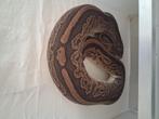Bongo cinnamon het clown female, Dieren en Toebehoren, Reptielen en Amfibieën, Slang, 3 tot 6 jaar