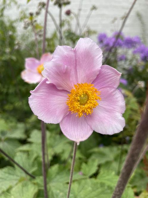 Te koop: Herfstanemonen!, Tuin en Terras, Planten | Tuinplanten, Vaste plant, Overige soorten, Halfschaduw, Herfst, Ophalen