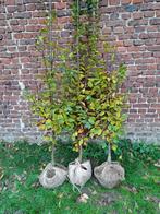 Carpinus betulus Lucas, Tuin en Terras, Planten | Struiken en Hagen, Ophalen