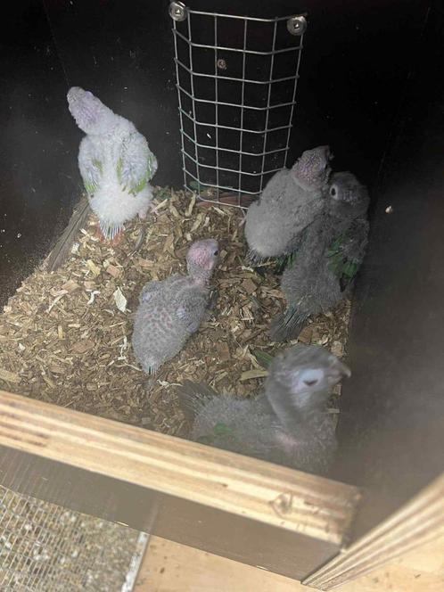 Pyrrhura Molinae et Perlata, Dieren en Toebehoren, Vogels | Parkieten en Papegaaien, Papegaai, Pratend, Tam, Geringd