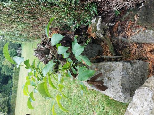 Gratis - notenboom 1 jaar, Tuin en Terras, Planten | Bomen, Ophalen