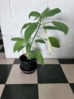 Witte citroen geurende brugmansia, Ophalen