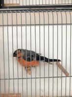 Goudvink, Dieren en Toebehoren, Vogels | Toebehoren, Ophalen