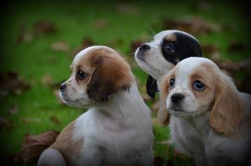 Chiots Cavamalt