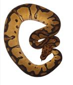 Ball python yellowbelly clown, Animaux & Accessoires, Reptiles & Amphibiens