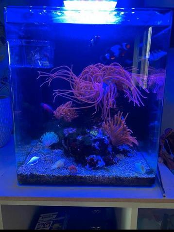 Lege blie marine reef 60 beschikbaar voor biedingen