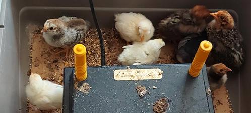 Kuikens paar weken, Dieren en Toebehoren, Pluimvee