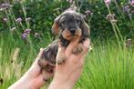 Prachtige ruwharige teckel pups (kleine dwerg), Dieren en Toebehoren, Honden | Teckels en Dashonden, België, CDV (hondenziekte)