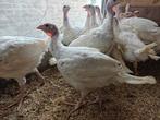 Witte kalkoenen, Dieren en Toebehoren, Pluimvee