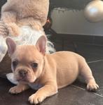 Prachtig nestje franse bulldog pups, Dieren en Toebehoren, België, Fokker | Hobbymatig, 8 tot 15 weken, Bulldog