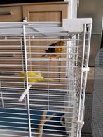 Mooie koppel kanarie(20€ per stuk), Dieren en Toebehoren